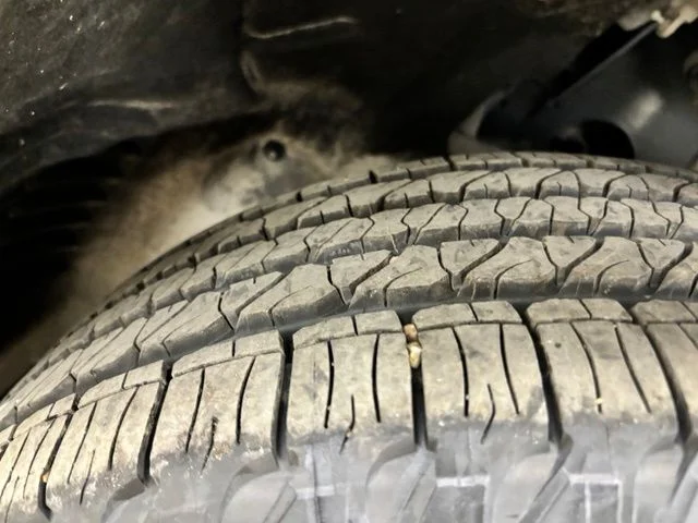 Used 2023 Gray Jeep Limited image 11