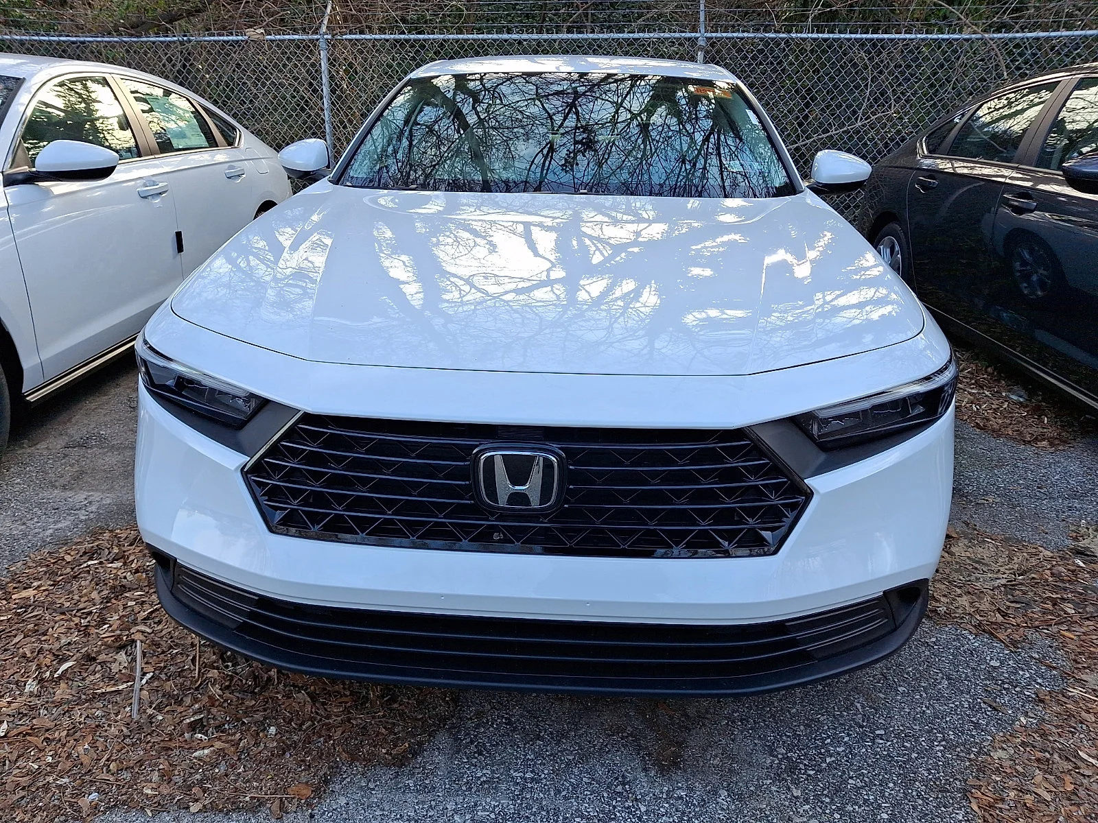 New 2025 Platinum White Pearl Honda LX image 2